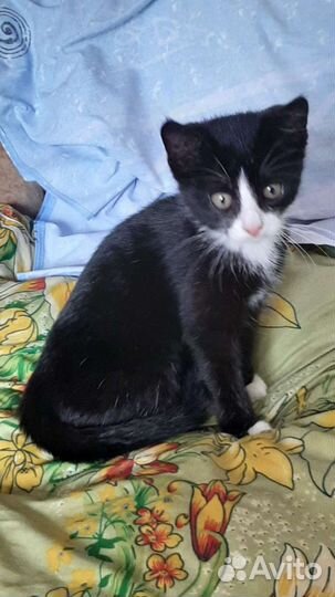 Котики в добрые руки