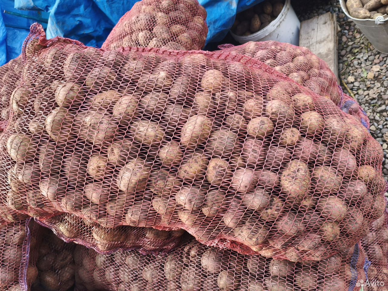 Продам картофель, Минусинск