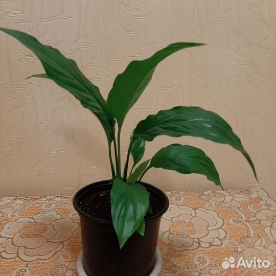 Спатифиллум