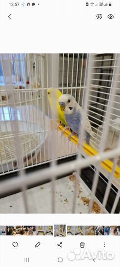 Волнистый попугай отдам