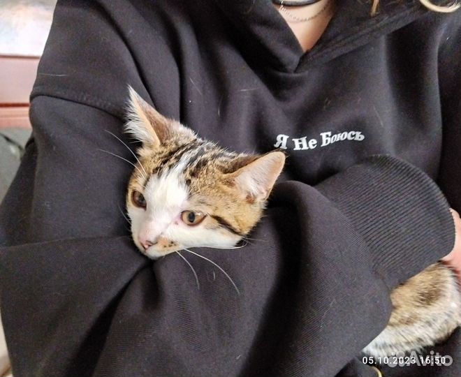 Котята отдам даром