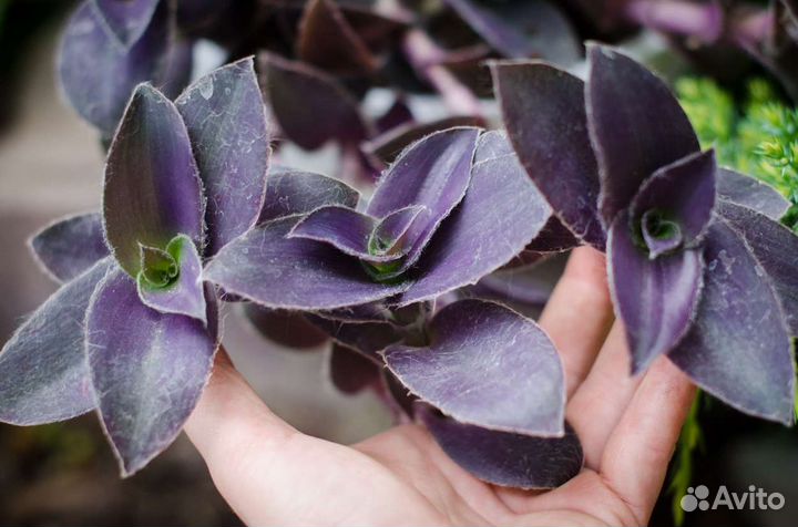 Традесканция