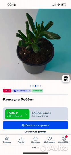 Крассула хоббит