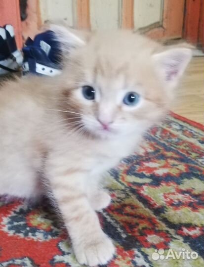 Котик 1 месяц, в добрые ручки