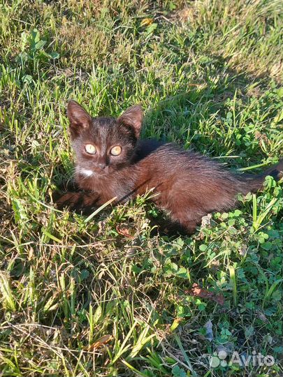 Котята в добрые руки бесплатно