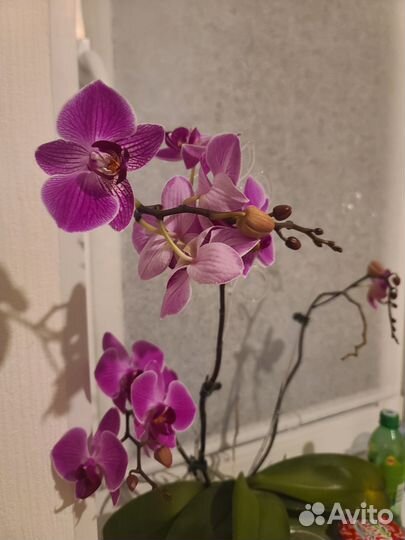 Комнатные растения (бронь)