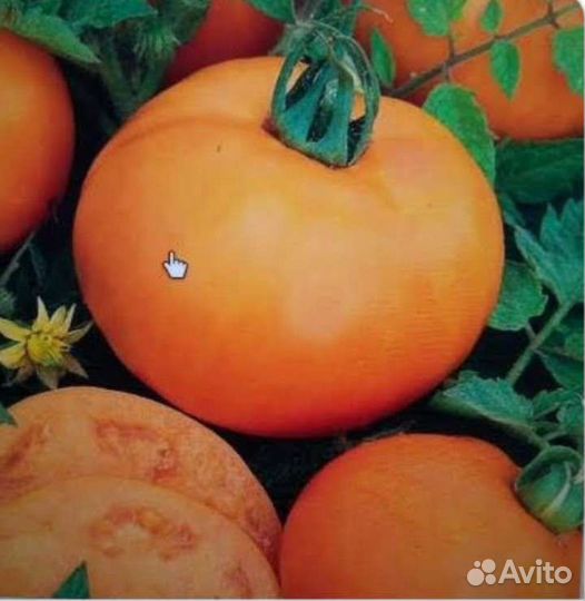 Семена томатов