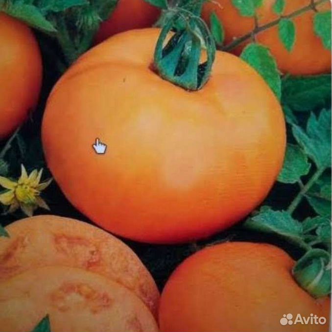 Урожайность томата апельсин. Помидоры сорт хурма. Сорт томатов хурма. Томат персимон хурма. Сорт томата апельсин.