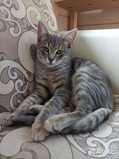 Котёнок в самые добрые руки