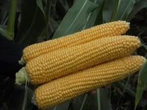 Семена Кукуруза "Киара" 100 тыс сем