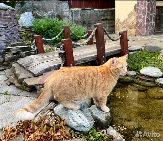 Рыжая кошка в добрые руки