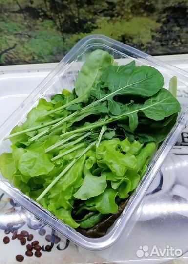 Салатная зелень, микрозелень