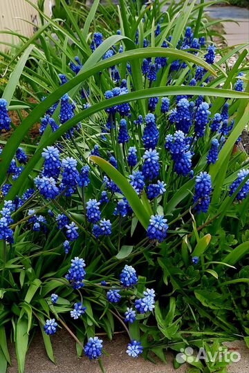 Многолетние цветы луковицы Мускари