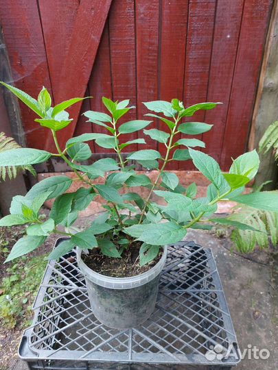 Гортензия метельчатая Лаймлайт