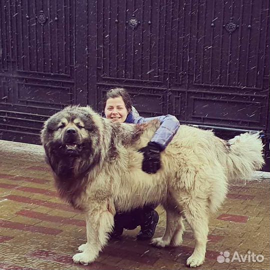 Дрессировка и воспитание щенков и взрослых собак