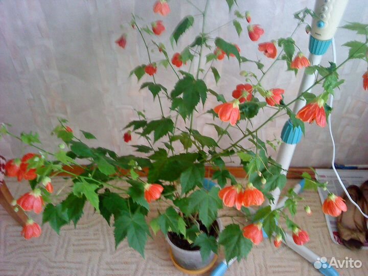 Абутилон комнатный клен