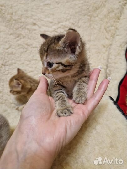 Кошки в добрые руки бесплатно