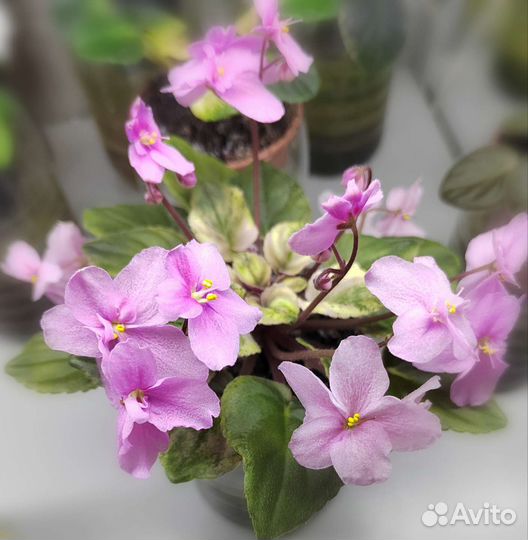 Фиалка (полумини)