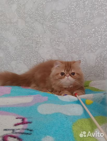 Персы котики