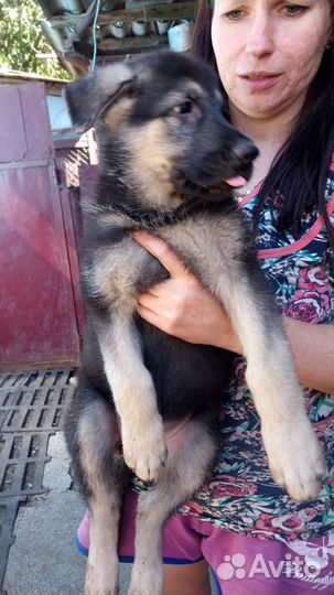 Собака немецкая овчарка