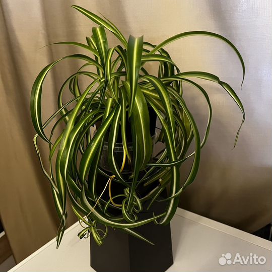 Хлорофитум кудрявый