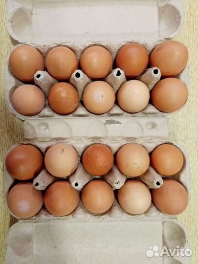 Домашние куриные яйца