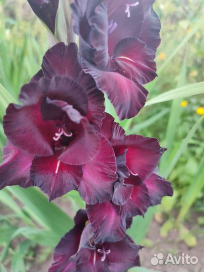 Гладиолусы луковицы