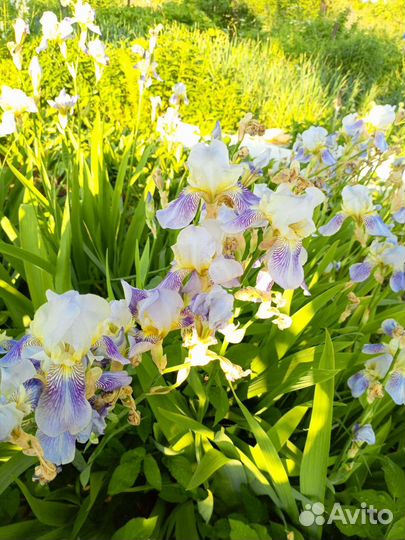 Ирисы