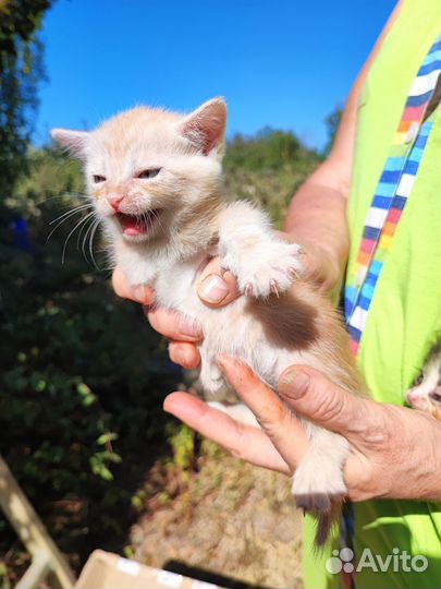 Отдам котят