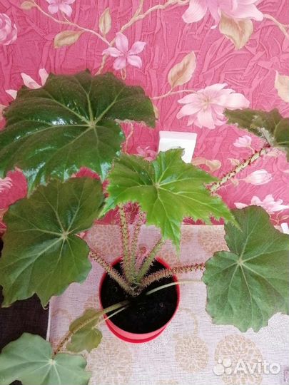 Комнатные растения