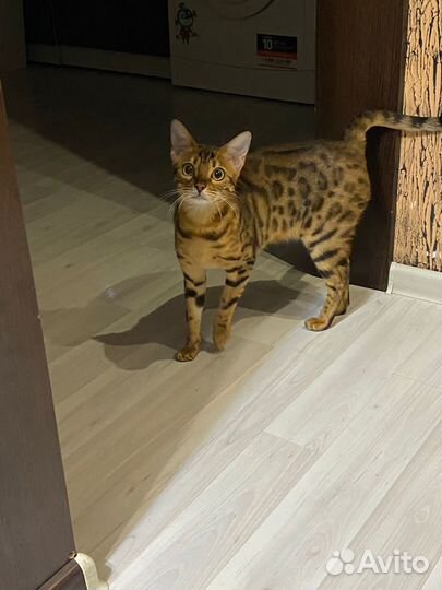 Бенгальская кошка