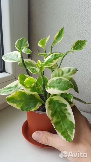 Педилантус пестролистный