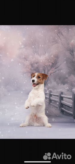 Щенки джек рассел терьер