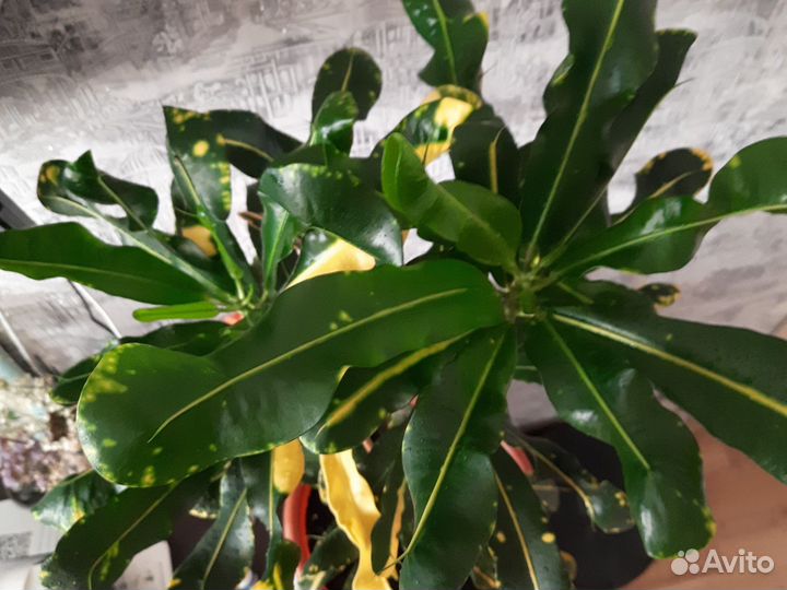 Кротон Гуаябо(мамми)