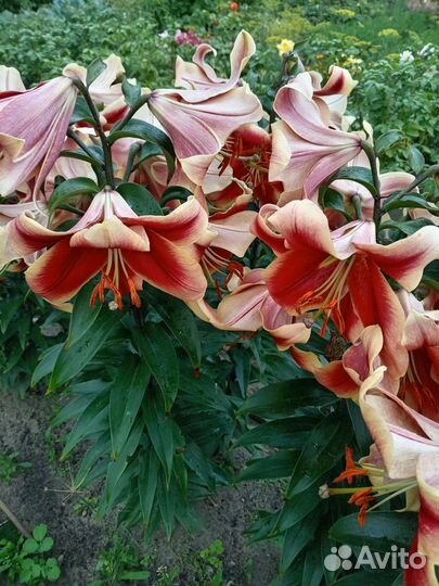 Цветы тюльпаны луковицы