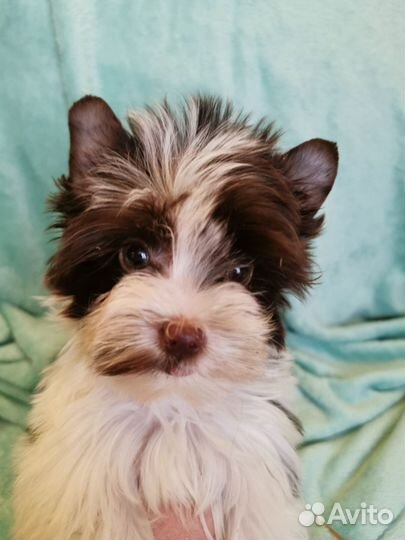 Бивер девочка