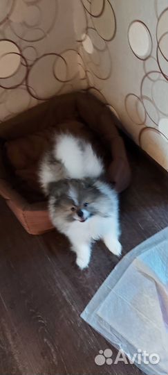 Немецкий шпиц