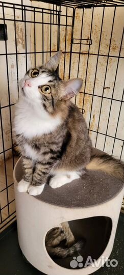 Котик лапочка