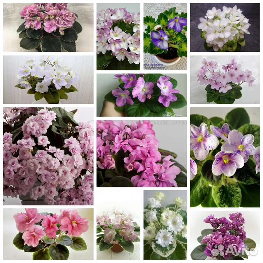 Фиалки листья