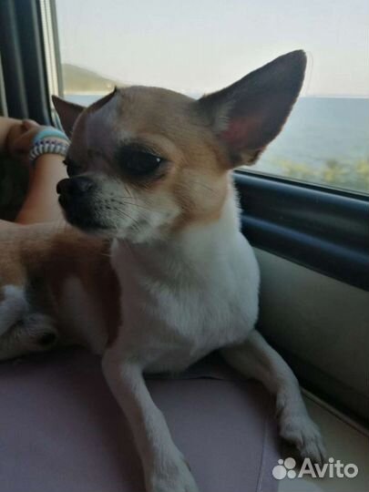 Чихуа мини. Вязка