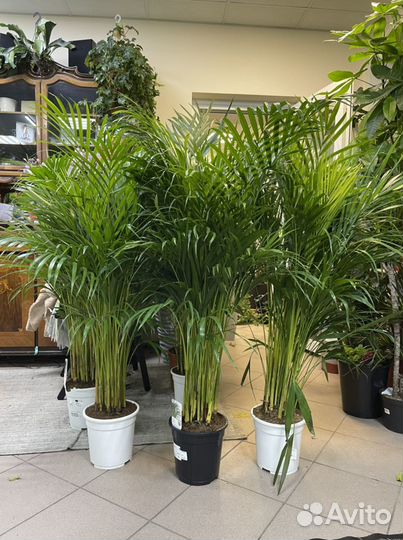 Пальма арека дипсис