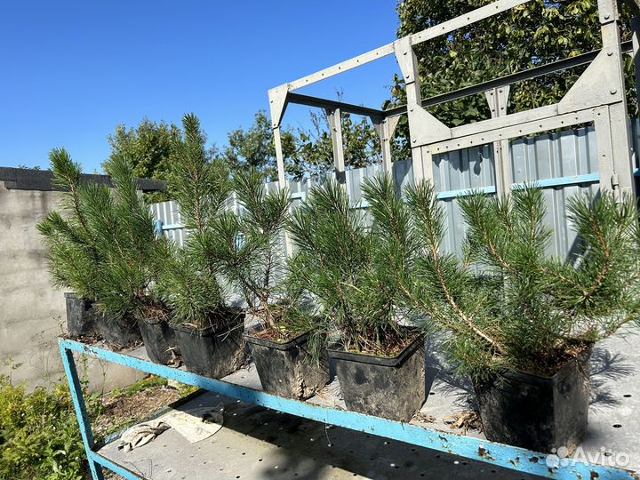 Карликовая горная сосна