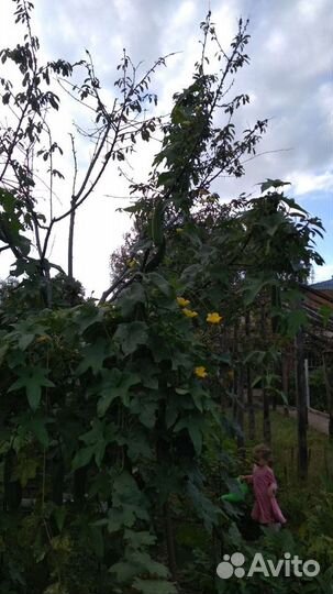 Люффа мочалка, натуральная губка семена