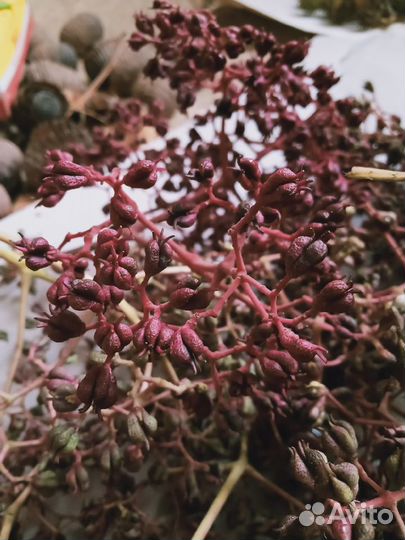 Эводия Даниэля/Хубейская/Тетрадиум/семена