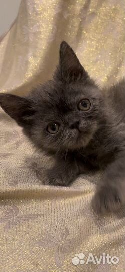 Котенок голубой 1,5 мес