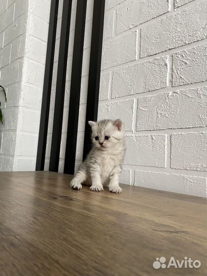 Шотландская