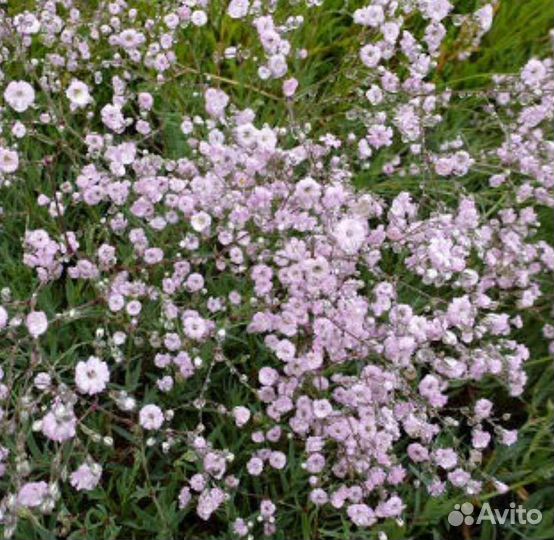 Гипсофила Р9