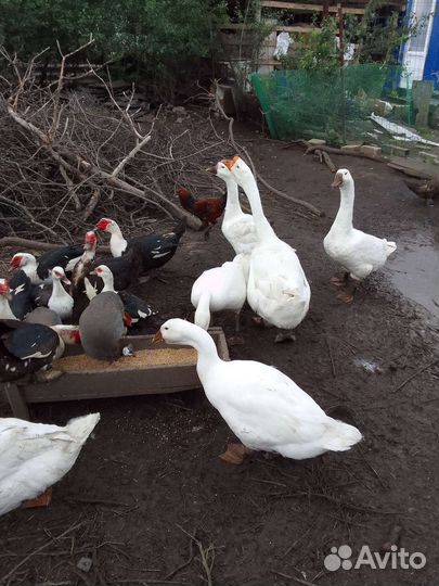 Индоутки, гуси