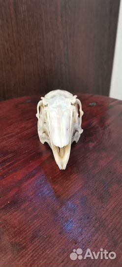 Череп зайца