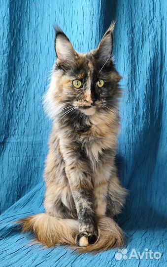 Кошки мейн-кун